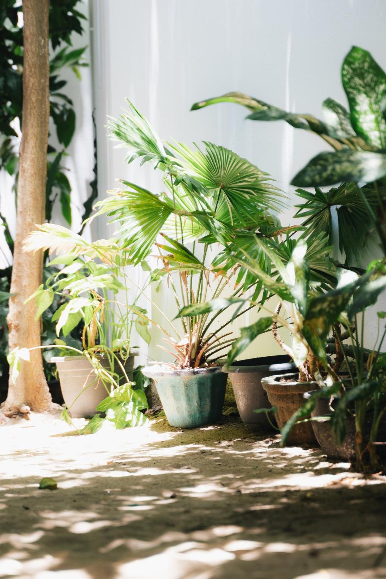 Tropicana Home Stay Arugam Kudah Eksteriør bilde